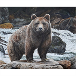 Riley Blake - Majestic in Nature - 36^ Bear Panel, Brown