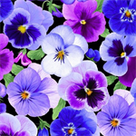 Timeless Treasures - Pansy Perfection - Pansy Large Floral, Pansy