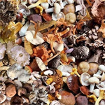 Michael Miller - The Great Outdoors - Foraged Mushrooms, Multi