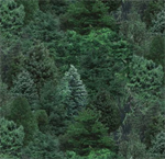Elizabeth Studio - Landscape Medley - Trees, Pine