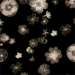 Kanvas Studio - Floral Impressions - Pressed Flowers, Black