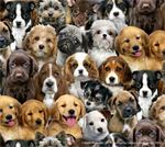 Elizabeth Studio - Adorable Pets - Packed Dogs, Multi