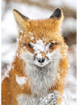 Hoffman California - Call of The Wild - 31.5^ Fox Panel, Fox