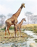 David Textiles - Exclusive Panels - 36^ Giraffe Panel, Multi