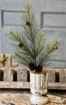Spray - Southern Pine 24^
