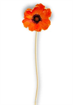 Stem - Poppy 9.5^, Orange