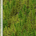 Timeless Treasures - Harvest - Nature - Forest, Green