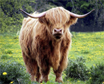 David Textiles - 36^ Exclusive Panels - Realistic Highland Cow, Multi