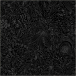 Windham - 108^ Quilt Back - Daydream, Black on Black