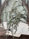 Weeping Cedar - Hanging Snow 34^