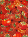 Exclusively Quilters - Country Fresh - Tomatoes, Red