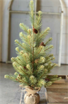 Tree - Black Hill Pine 4'