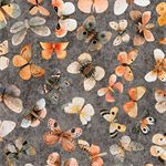 Quilting Treasures - Hedgehugs - Butterflies, Smoke