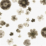 Kanvas Studio - Floral Impressions - Pressed Flowers, Ivory