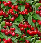 Elizabeth Studio - Berry Good - Cherries & Leaves, Green