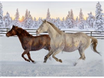 Hoffman California - Call of The Wild - 31.5^ Mustang Panel, Sunset