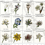 Riley Blake - Sewing Seeds III - Flower Classes, White