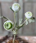 Spray - Lenten Rose 16^, White