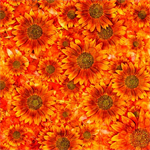 Quilting Treasures - Blossom - Earthwalker Sunflowers, Orange