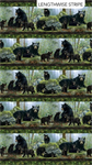 Northcott - Bear's Den - Border Stripe, Black