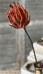 Stem - Scepter Protea 29^, Rust