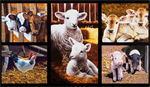 Robert Kaufman - Down on The Farm 17 - 24^ Baby Farm Animals, Country