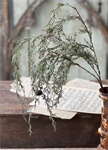 Hanging Pick - Weeping Cedar, 34^, Snow
