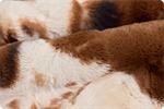 Shannon Fabrics - Luxe Cuddle - Wild Pony, Ivory/Brown