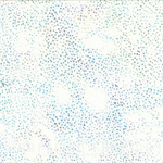 Hoffman Califorina - Bali Batik 2022 - Aurora