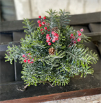 Half Sphere - Winter Jewel Hemlock 12^