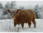 Hoffman California - Call of The Wild - 32^ Highland Cow, Caramel