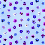 Timeless Treasures - Pansy Perfection - Tossed Pansy Floral, Blue